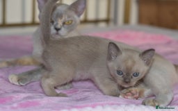 Burmese cats for sale: Beautiful Burmese  - Image 5
