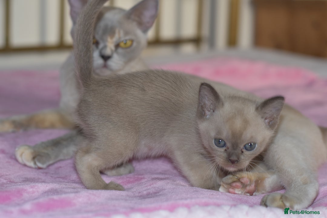 Burmese cats for sale: Beautiful Burmese  - Image 5