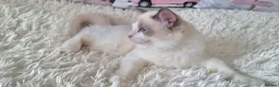 Ragdoll cats for sale: 💕Beautiful TICA Ragdolls Kittens 💕 - Advert 19