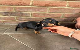 Miniature Dachshund dogs for sale: Ready now girl Miniature dachshunds  - Image 4