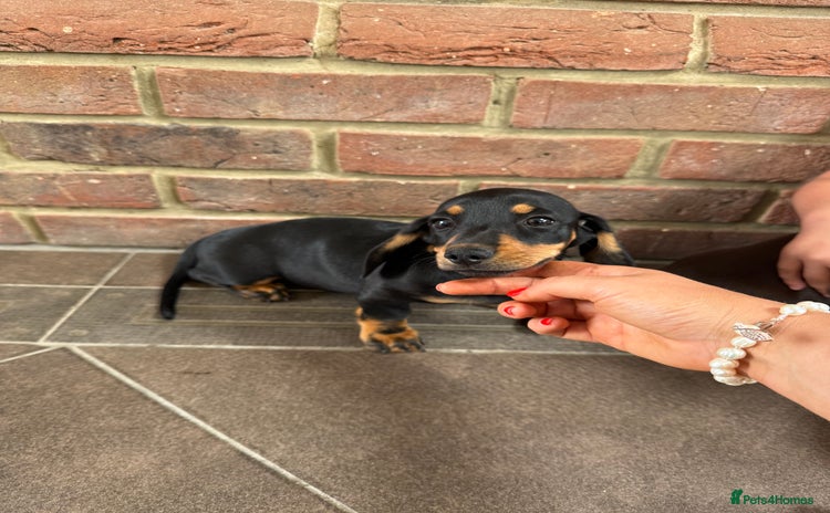 Miniature Dachshund dogs - Advert 12