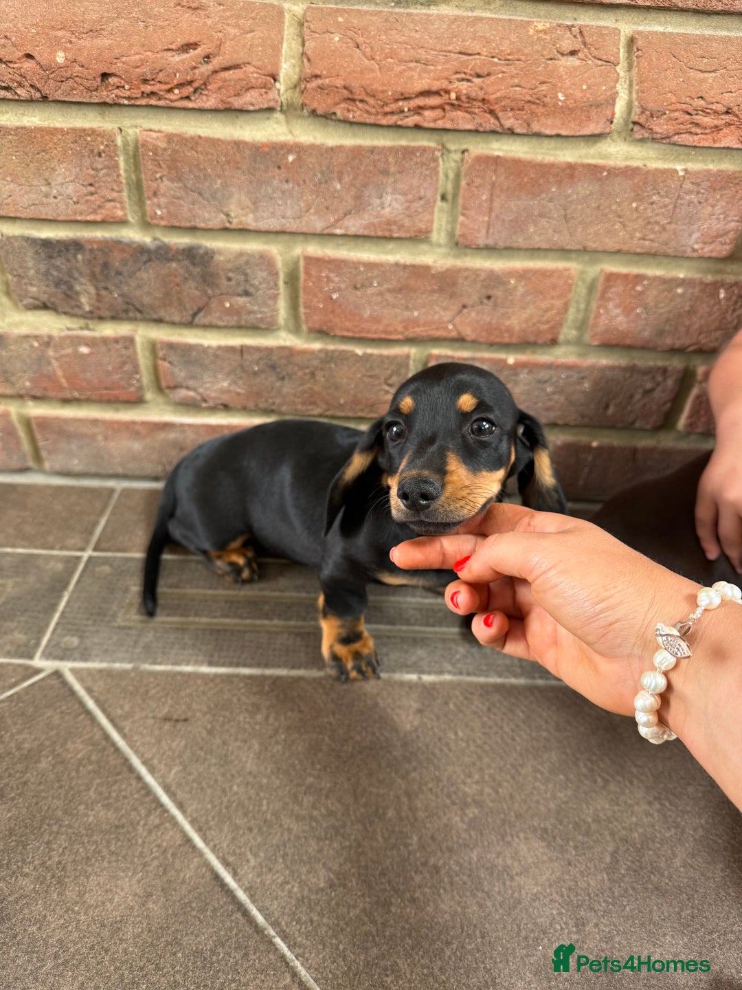 Miniature Dachshund dogs for sale: Ready now girl Miniature dachshunds  - Image 4