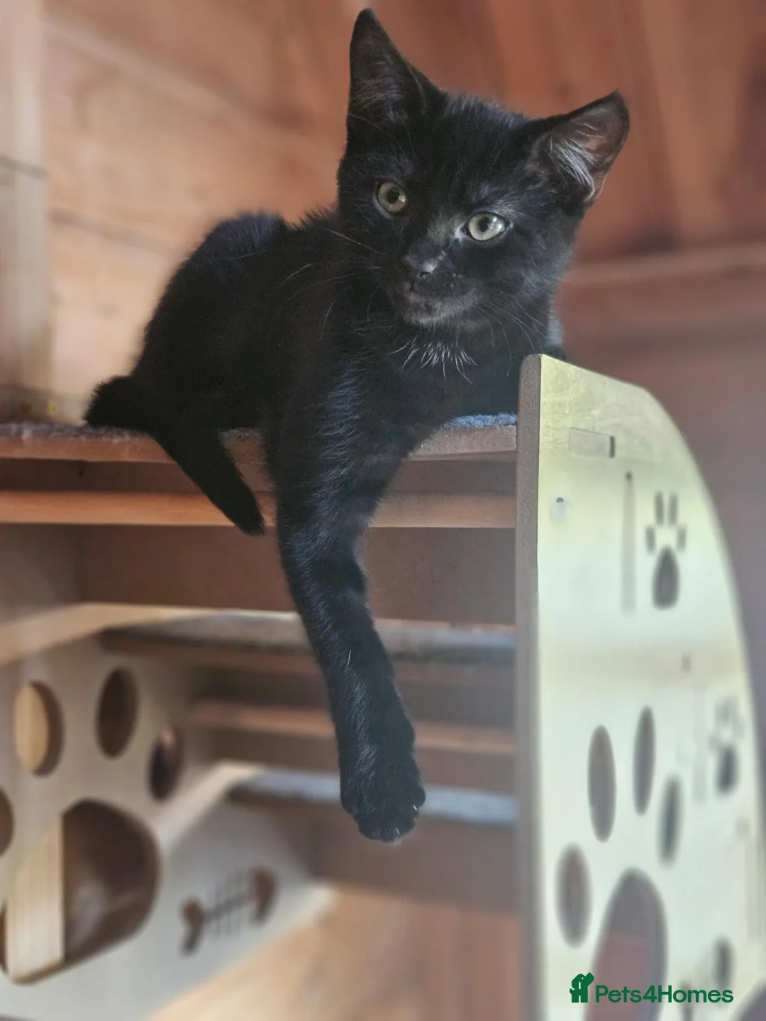 Mixed Breed cats for sale: Looking for forever home😻 - Advert 2