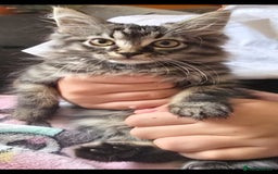 Sphynx cats for sale: Sphynx maincoon mix - Image 2