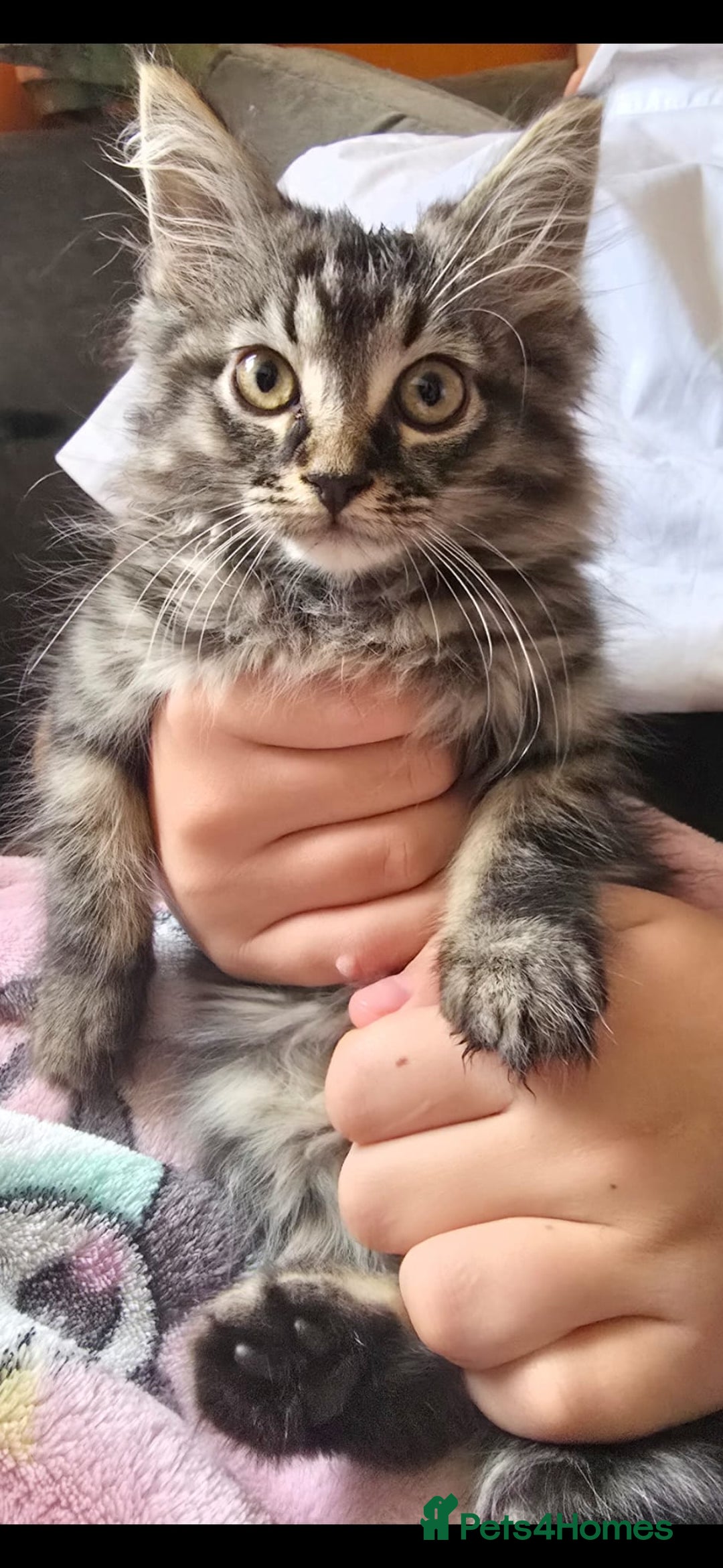 Sphynx cats for sale: Sphynx maincoon mix - Image 2