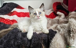 Ragdoll cats for sale:  RAGDOLLS KITTENS🐱😻 1 Boy bicolour available 😻 - Image 7