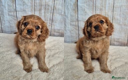 Cavalier King Charles Spaniel dogs for sale: 1 boy left ready to go now 💚 - Image 2