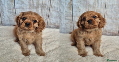 Cavalier King Charles Spaniel dogs - Advert 3