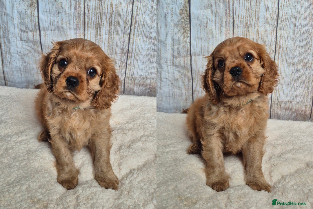 Cavalier King Charles Spaniel dogs for sale: 1 boy left ready to go now 💚 - Image 2