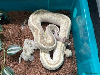 Python Snake reptiles Royal pythons for sale - Advert 1
