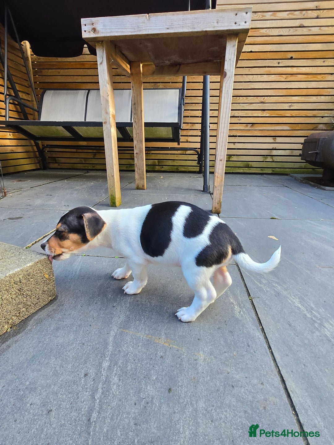Jack Russell dogs for sale: Jack Russell puppies  - Advert 9