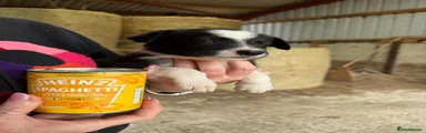 Welsh Collie 6 black and white female 