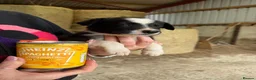 Welsh Collie dogs for sale: Adorable Mid Wales border collie puppies for sale - Advert 11
