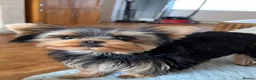 Yorkshire Terrier dogs for sale:  PETITE YORKSHIRE TERRIER GIRL – 5 MONTHS OLD  - Advert 10