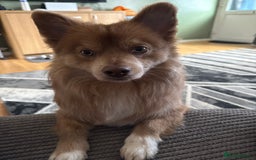 Pomchi dogs for stud: Marvel the pomchi  - Image 4
