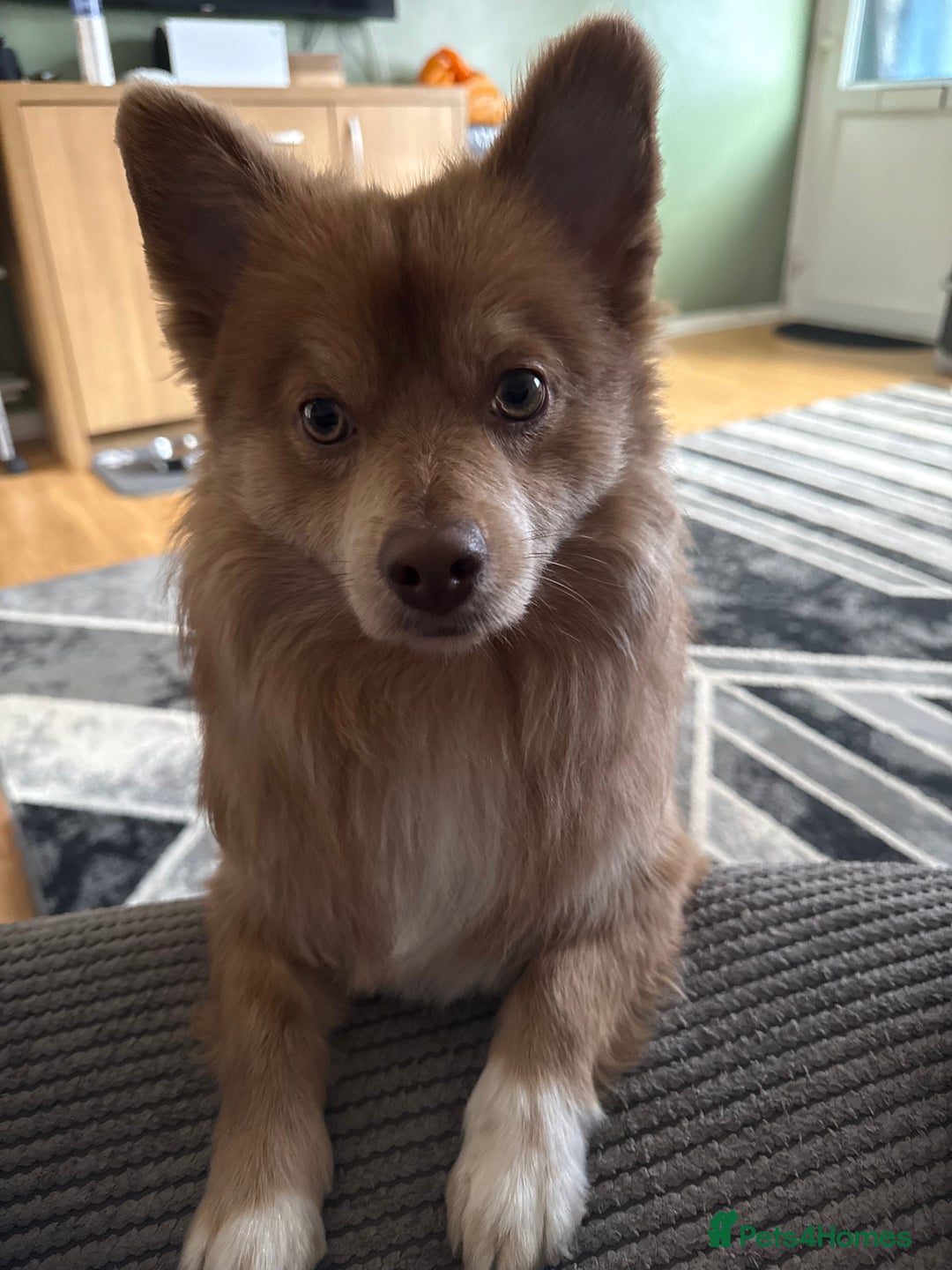 Pomchi dogs for stud: Marvel the pomchi  - Image 4
