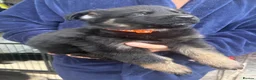 German Shepherd dogs for sale: German shepherd puppies  - Advert 9