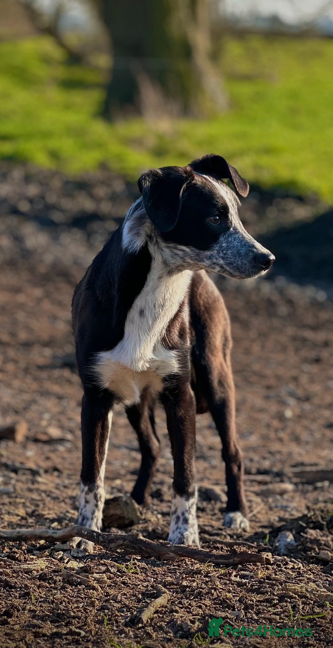 Mixed Breed dogs for sale: 🐾 Border Collie x Blue Heeler Puppies FOR SALE 🐾 - Image 8