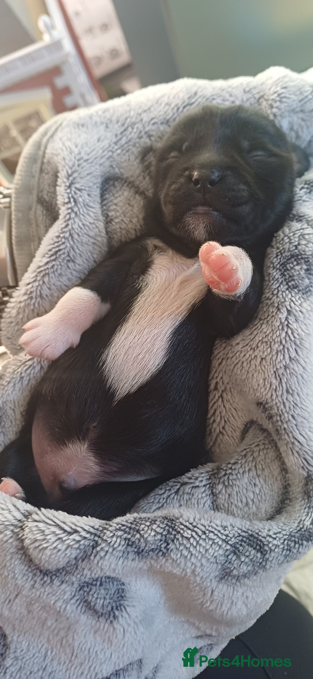 Shih Tzu dogs for sale: Beautiful colours Shihtzu puppies - Image 14