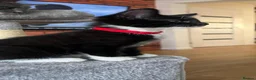 Mixed Breed cats for sale: Three adorable kittens looking for a loving home - Advert 11