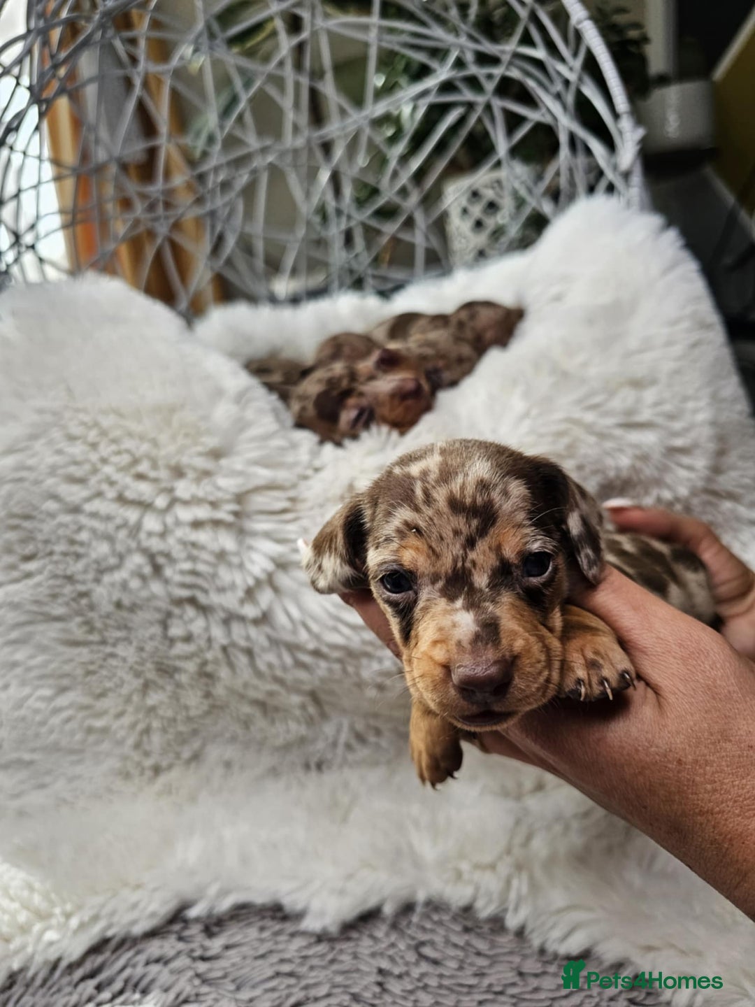 Dachshund dogs for sale: Beautiful Chocolate & Dapple Dachshund Pups - Image 12
