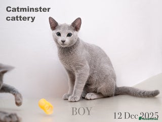Russian Blue cats Exquisite Purebred Russian Blue Kittens 🐾 - Advert 16