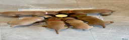 Labrador Retriever dogs for sale: Beautiful pure labrador retriever puppies. - Advert 18