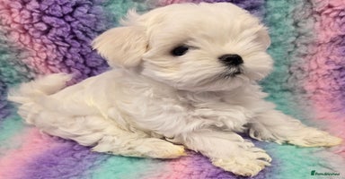 Maltese dogs - Advert 11