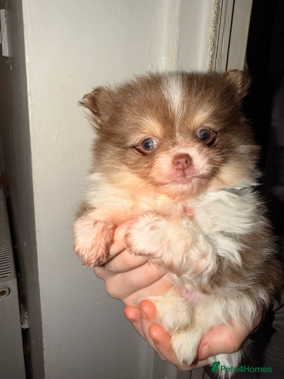 Pomeranian dogs for sale: Micro poms   - Advert 4
