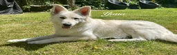 White Swiss Shepherd dogs for sale: White Swiss Shepherd Puppies 🐶 3 BOYS / 3 GIRLS - Advert 9