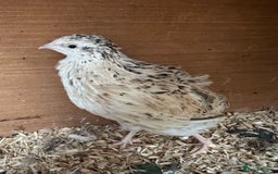Quail poultry for sale: Coturnix quails  - Image 2