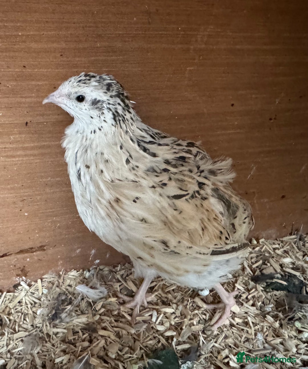 Quail poultry for sale: Coturnix quails  - Image 2