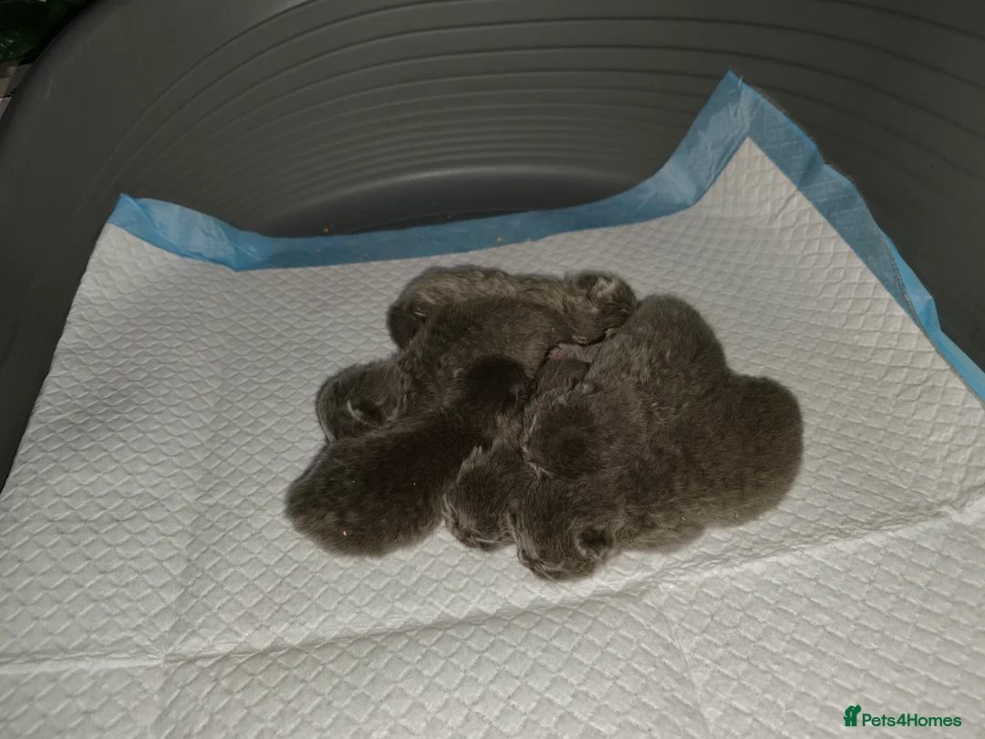 British Shorthair cats for sale: GCCF registered chunky British Shorthair Kittens - Advert 2