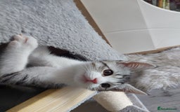 Maine Coon cats for sale: Beautiful X Maine-coon kittens 😸 ♥️ 😍 ❤️ - Image 11