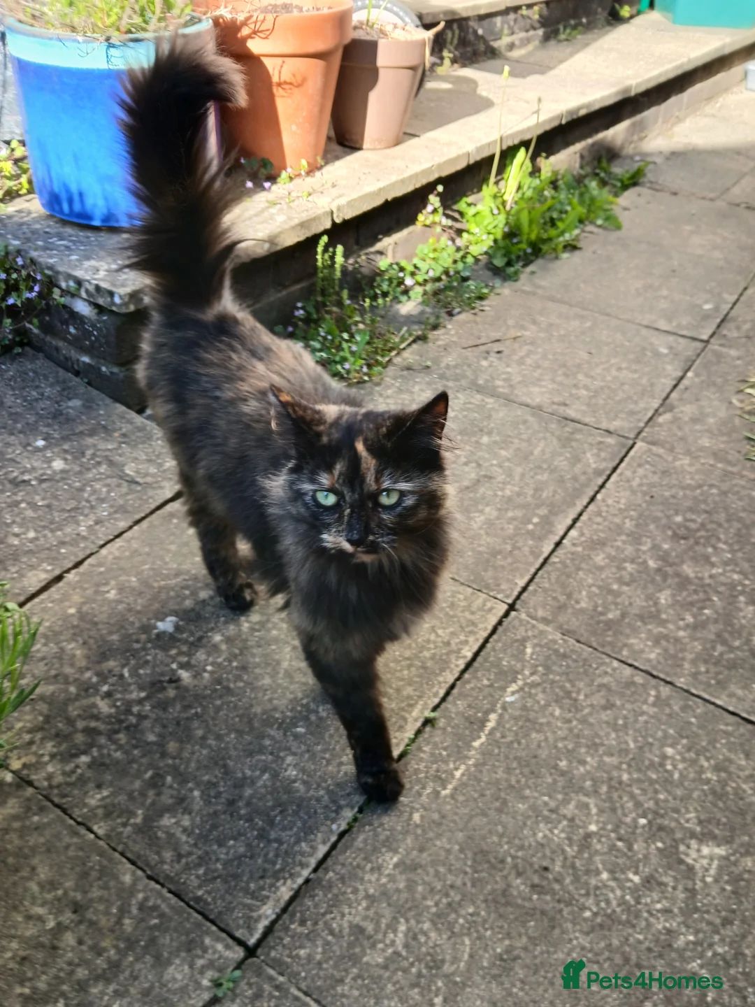 Mixed Breed cats for sale: Sister cats for sale - Advert 9