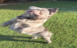 French Bulldog dogs for sale: Fabulous male fluffy frenchie 1.5 years old - Image 14