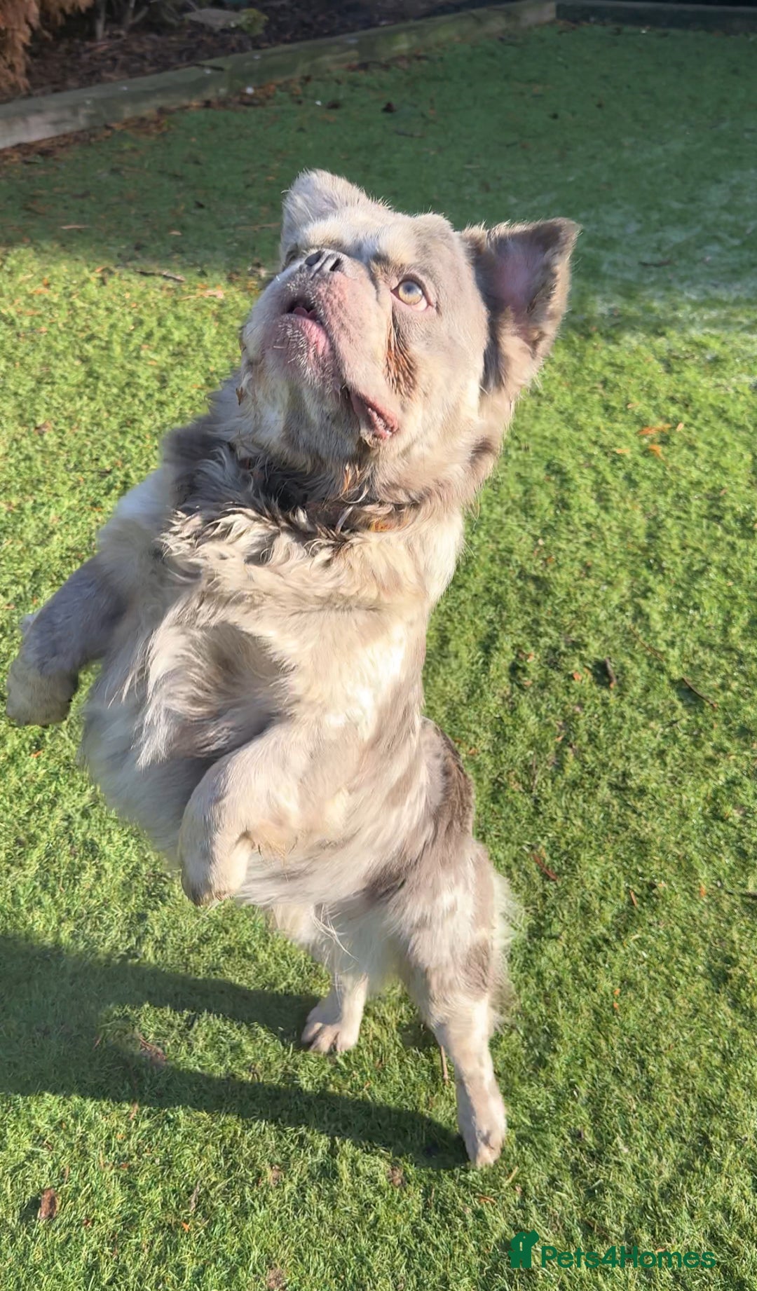 French Bulldog dogs for sale: Fabulous male fluffy frenchie 1.5 years old - Image 14