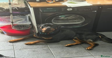 Rottweiler dogs Beautiful kc rottweiler puppies 3rd gen 3 left - Advert 10