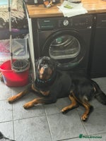 Rottweiler dogs Beautiful kc rottweiler puppies 3rd gen 3 left - Advert 2