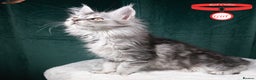 Maine Coon cats for sale: XL PEDIGREE TICA REGISTERED MAINE COON KITTENS - Advert 23
