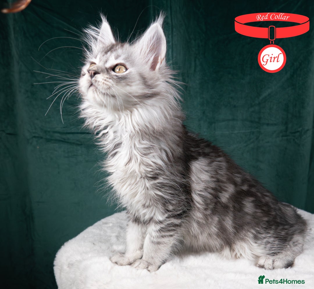 Maine Coon cats for sale: XL PEDIGREE TICA REGISTERED MAINE COON KITTENS - Advert 23