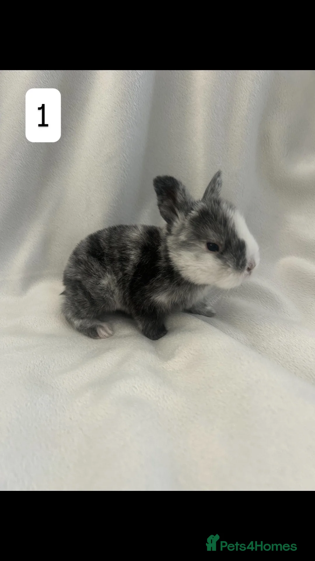 Mixed Breed rabbits for sale: bunnies for sale in Wakefield - Advert 2