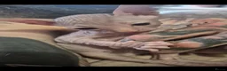 Sphynx cats for sale: Gorgeous pink sphinx  in Kilmarnock - Advert 6