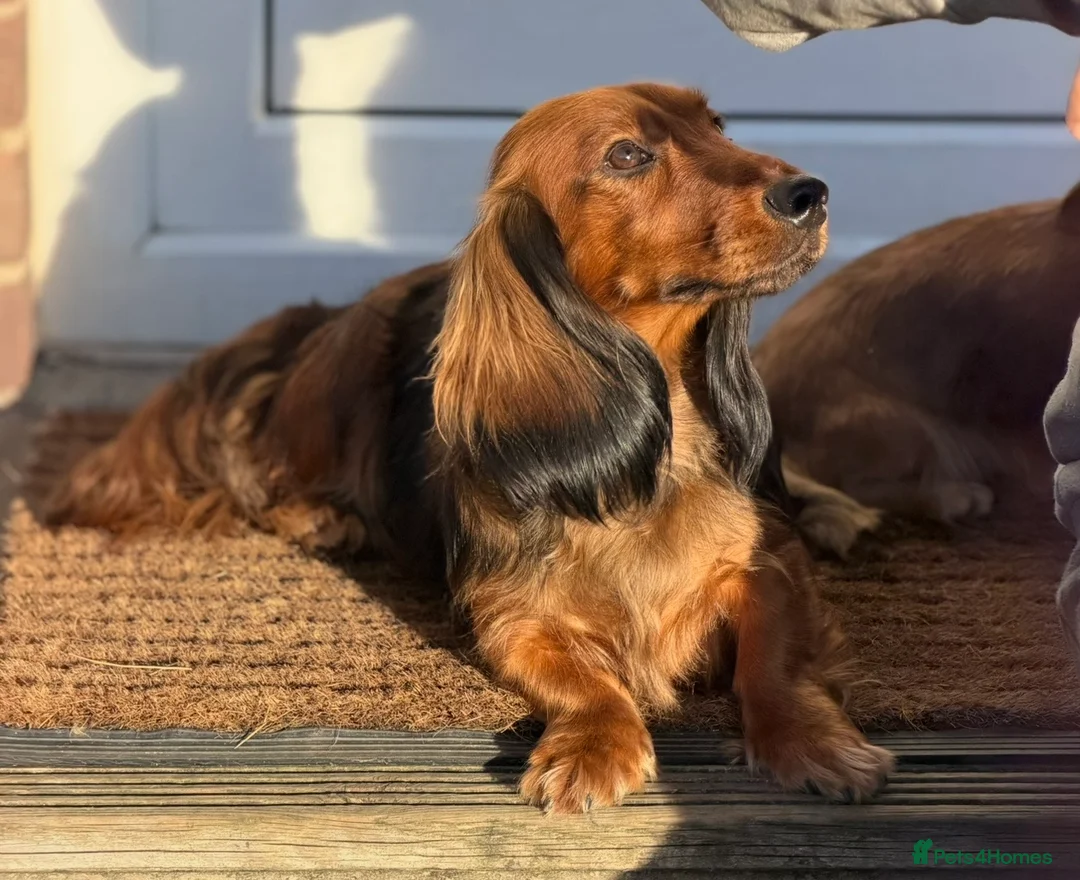 Dachshund dogs for sale: KC Standard Long Haired Dachshund Puppies - Advert 8