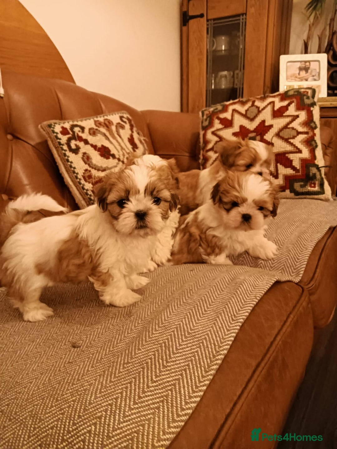 Shih Tzu dogs for sale: Gorgeous puppies for sale!😍🥰 - Advert 5