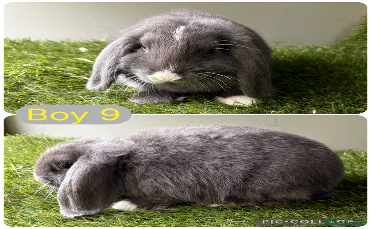 Mini Lop rabbits - Advert 5