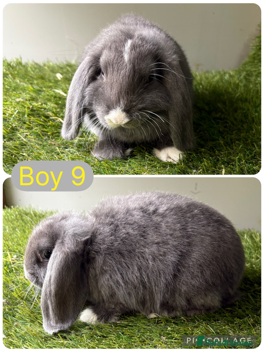 Mini Lop rabbits for sale: Stunning mini lop babies  - Image 12