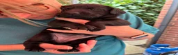 Labrador Retriever dogs for sale: Beautiful lab pups for sale. From superb parents  - Advert 3