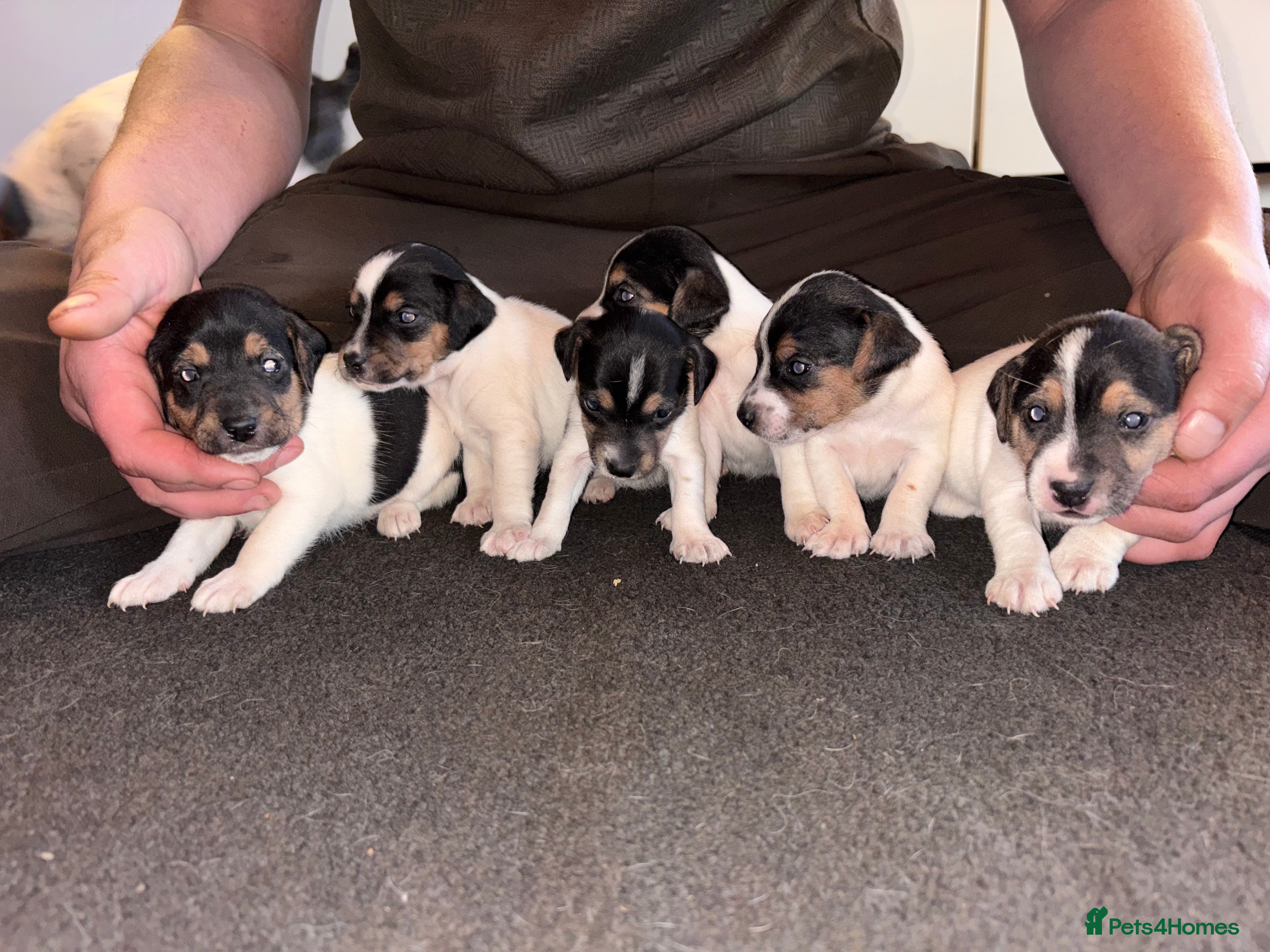 Jack Russell dogs Lovely small jack Russell pups  - Advert 6