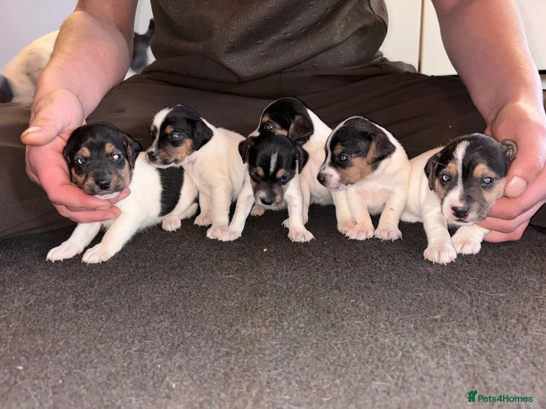 Jack Russell dogs for sale: Lovely small jack Russell pups  - Advert 1